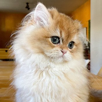 chaton British Longhair copper Ulysse Sensei Chatterie Nekobaa