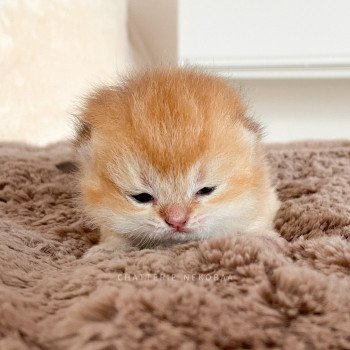 chaton British Shorthair golden shell Tamaki (copper) Chatterie Nekobaa