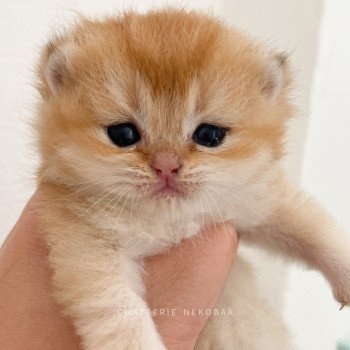 chaton British Shorthair black golden shell Tamaki c Chatterie Nekobaa