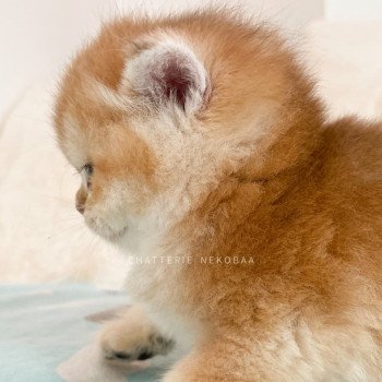 chaton British Shorthair black golden shell Tamaki c Chatterie Nekobaa