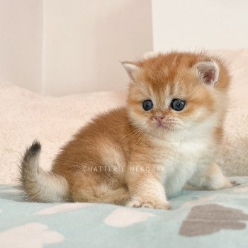 chaton British Shorthair black golden shell Tamaki c Chatterie Nekobaa