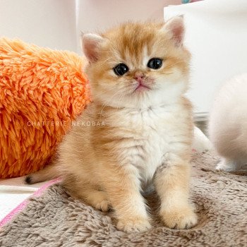 chaton British Shorthair black golden shell Tamaki c Chatterie Nekobaa