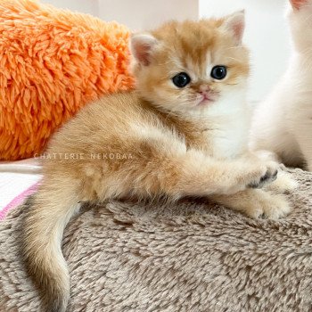 chaton British Shorthair black golden shell Tamaki c Chatterie Nekobaa