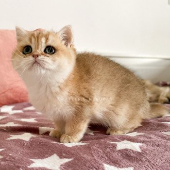 chaton British Shorthair black golden shell Tamaki c Chatterie Nekobaa