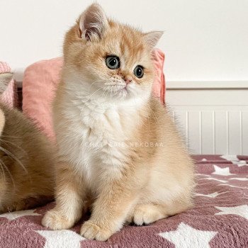 chaton British Shorthair black golden shell Tamaki c Chatterie Nekobaa