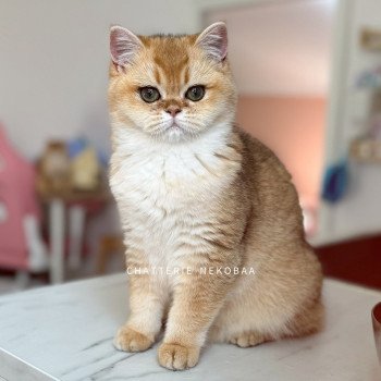 chat British Shorthair Tamaki Chatterie Nekobaa