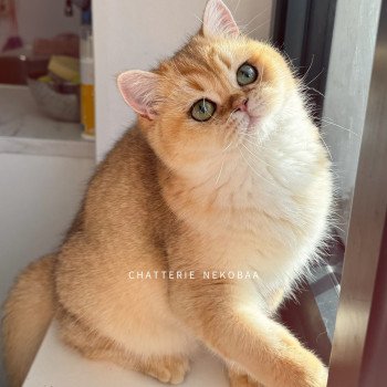 chat British Shorthair Tamaki Chatterie Nekobaa