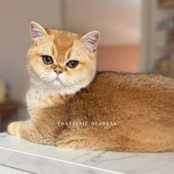 chat British Shorthair Tamaki Chatterie Nekobaa