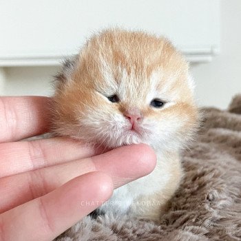 chaton British Longhair golden shell Tarvu (copper) Chatterie Nekobaa