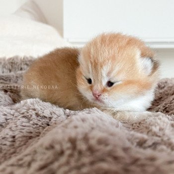 chaton British Longhair golden shell Tarvu (copper) Chatterie Nekobaa