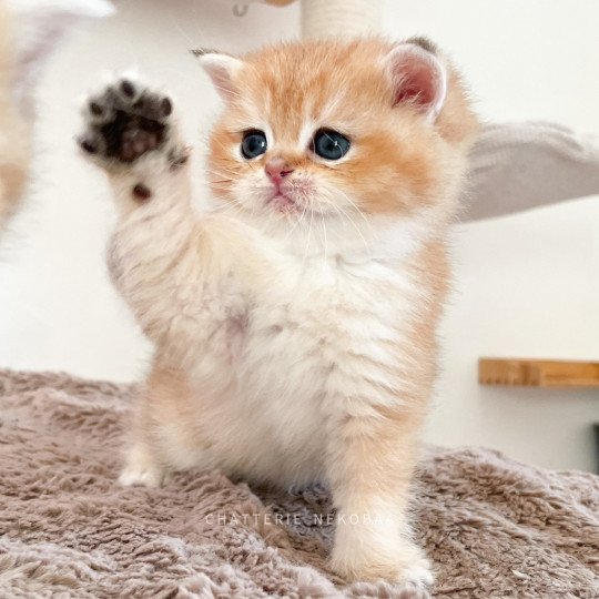 Tarvu Mâle British Shorthair