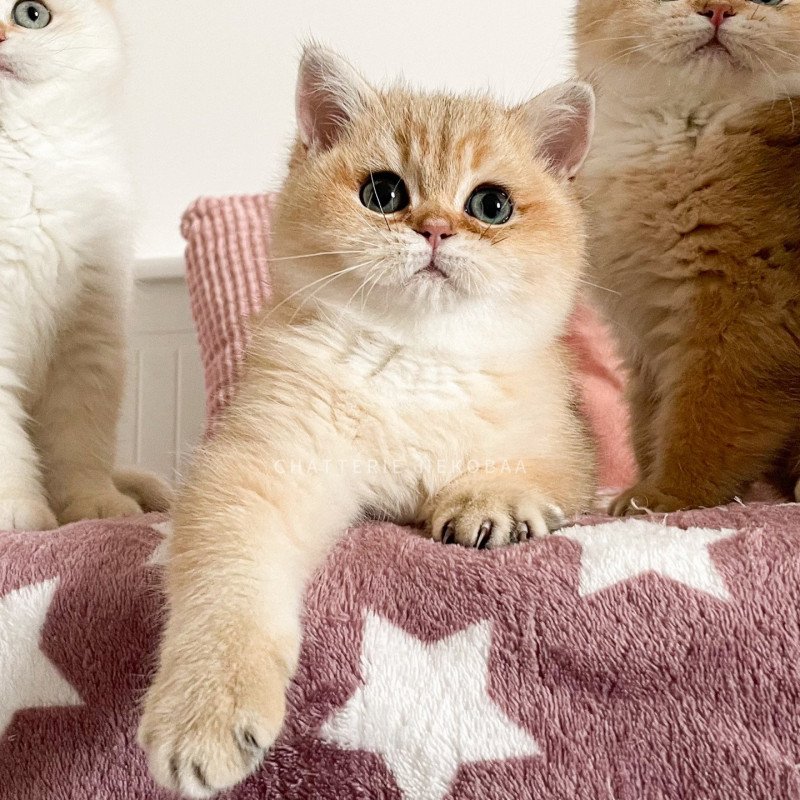 Universe Tarvu Mâle British Shorthair