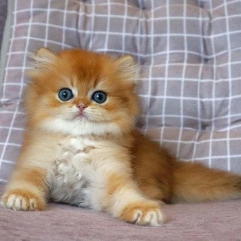 chat British Longhair Teddy Chatterie Nekobaa