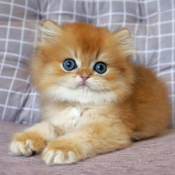 chat British Longhair Teddy Chatterie Nekobaa