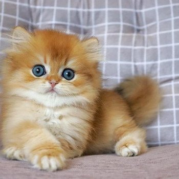 chat British Longhair Teddy Chatterie Nekobaa