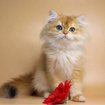 chat British Longhair Teddy Chatterie Nekobaa