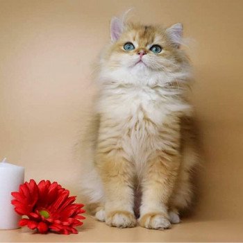 chat British Longhair Teddy Chatterie Nekobaa