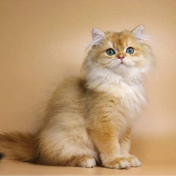 chat British Longhair Teddy Chatterie Nekobaa