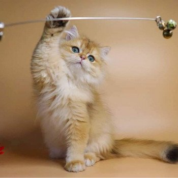 chat British Longhair Teddy Chatterie Nekobaa chat British Longhair Teddy Chatterie Nekobaa