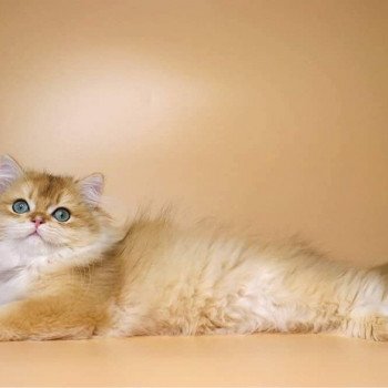 chat British Longhair Teddy Chatterie Nekobaa chat British Longhair Teddy Chatterie Nekobaa