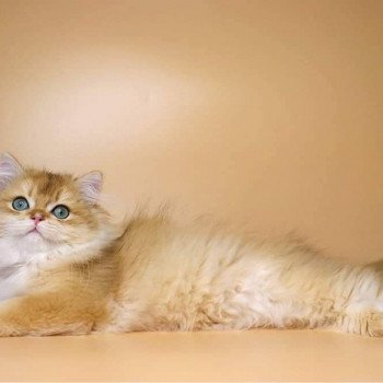 chat British Longhair Teddy Chatterie Nekobaa