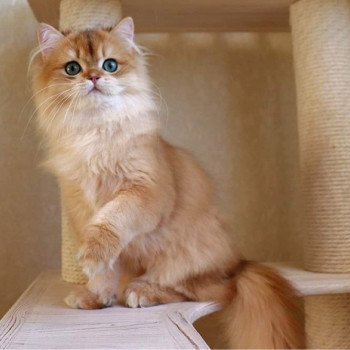 chat British Longhair Teddy Chatterie Nekobaa