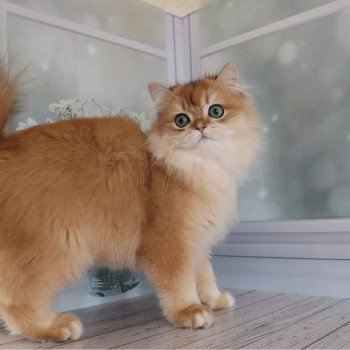 chat British Longhair Teddy Chatterie Nekobaa