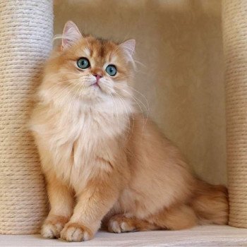 chat British Longhair Teddy Chatterie Nekobaa