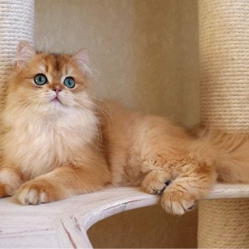 chat British Longhair Teddy Chatterie Nekobaa