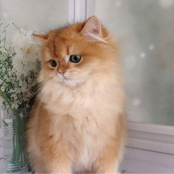 chat British Longhair Teddy Chatterie Nekobaa chat British Longhair Teddy Chatterie Nekobaa