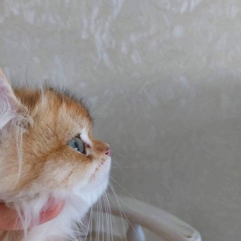 chat British Longhair Teddy Chatterie Nekobaa chat British Longhair Teddy Chatterie Nekobaa