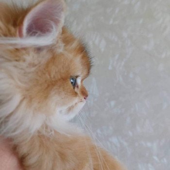 chat British Longhair Teddy Chatterie Nekobaa chat British Longhair Teddy Chatterie Nekobaa