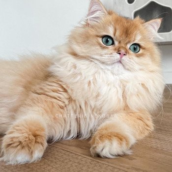 chat British Longhair Teddy Chatterie Nekobaa