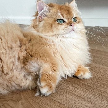 chat British Longhair Teddy Chatterie Nekobaa