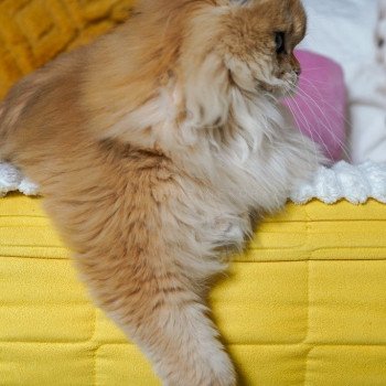 chat British Longhair black golden shell Teddy Chatterie Nekobaa chat British Longhair black golden shell Teddy Chatterie Nekobaa