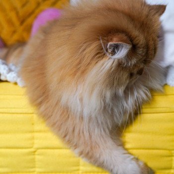 chat British Longhair black golden shell Teddy Chatterie Nekobaa