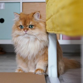 chat British Longhair black golden shell Teddy Chatterie Nekobaa chat British Longhair black golden shell Teddy Chatterie Nekobaa