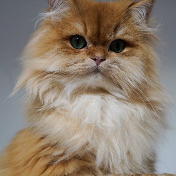 chat British Longhair black golden shell Teddy Chatterie Nekobaa chat British Longhair black golden shell Teddy Chatterie Nekobaa