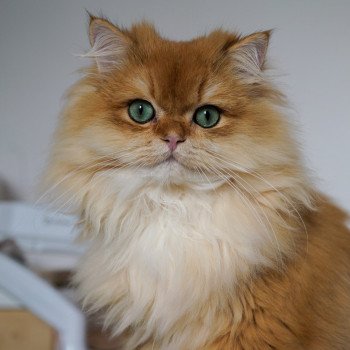 chat British Longhair black golden shell Teddy Chatterie Nekobaa chat British Longhair black golden shell Teddy Chatterie Nekobaa