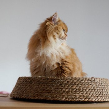 chat British Longhair black golden shell Teddy Chatterie Nekobaa chat British Longhair black golden shell Teddy Chatterie Nekobaa