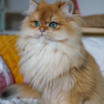 chat British Longhair black golden shell Teddy Chatterie Nekobaa chat British Longhair black golden shell Teddy Chatterie Nekobaa