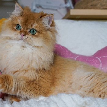 chat British Longhair black golden shell Teddy Chatterie Nekobaa chat British Longhair black golden shell Teddy Chatterie Nekobaa