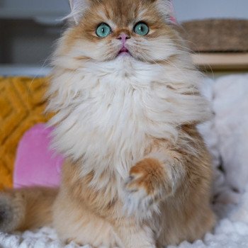 chat British Longhair black golden shell Teddy Chatterie Nekobaa chat British Longhair black golden shell Teddy Chatterie Nekobaa