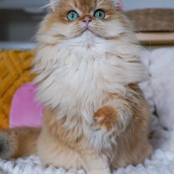 chat British Longhair black golden shell Teddy Chatterie Nekobaa chat British Longhair black golden shell Teddy Chatterie Nekobaa
