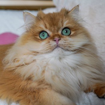 chat British Longhair black golden shell Teddy Chatterie Nekobaa chat British Longhair black golden shell Teddy Chatterie Nekobaa