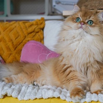 chat British Longhair black golden shell Teddy Chatterie Nekobaa chat British Longhair black golden shell Teddy Chatterie Nekobaa