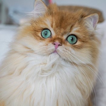 chat British Longhair black golden shell Teddy Chatterie Nekobaa chat British Longhair black golden shell Teddy Chatterie Nekobaa