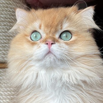 chat British Longhair black golden shell Teddy Chatterie Nekobaa chat British Longhair black golden shell Teddy Chatterie Nekobaa