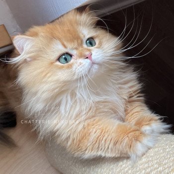 chat British Longhair black golden shell Teddy Chatterie Nekobaa chat British Longhair black golden shell Teddy Chatterie Nekobaa