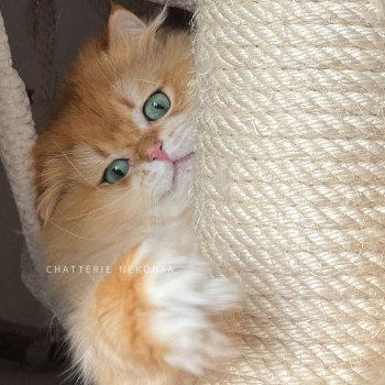 chat British Longhair black golden shell Teddy Chatterie Nekobaa chat British Longhair black golden shell Teddy Chatterie Nekobaa